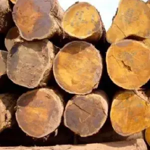 Bilinga (Nauclea diderrichii)