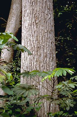Moabi (Baillonella toxisperma) - Image 2