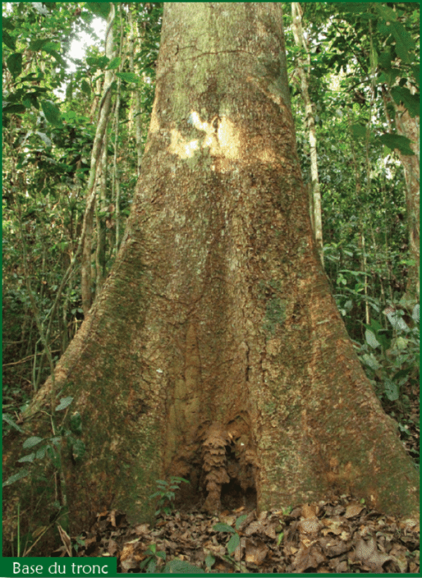 Sapele (Entandrophragma cylindricum) - Image 2