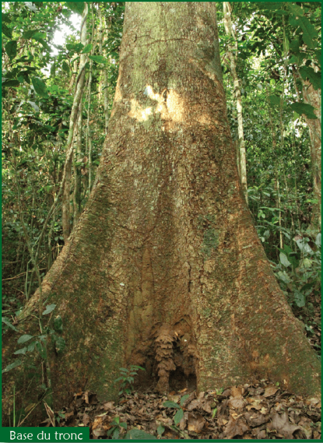 Sapele (Entandrophragma cylindricum) - Image 2