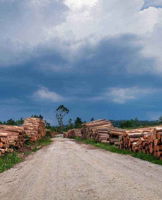 Large amount of cut wood after a gale Large amount of cut wood after a gale
